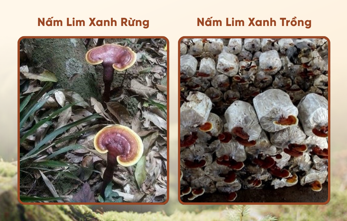 nấm lim xanh bán ở đâu